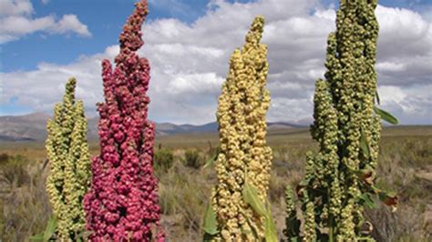  Quinoa: Un Aliment Ancestral Pour Une Production Durable!